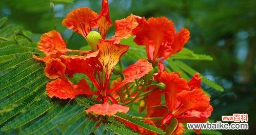 凤凰花的传奇故事与文化内涵 凤凰花的象征意义与美丽魅力