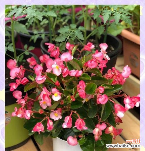 四季分别象征哪些花？四季花语有哪些？