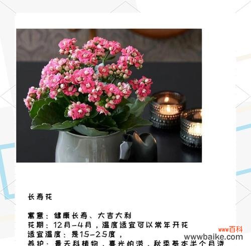 春节餐巾花有何寓意？它们象征着什么？