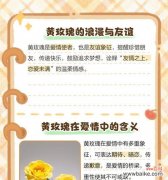 能有好运的花语有哪些？如何通过花语带来好运？