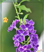 紫色连翘花寓意着什么？