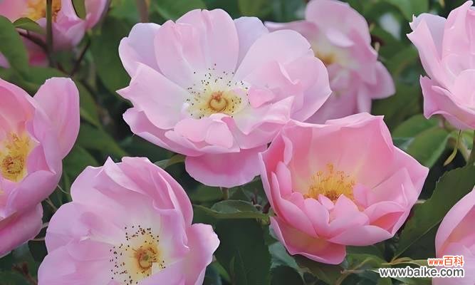 粉色月季花的寓意和花语是什么？