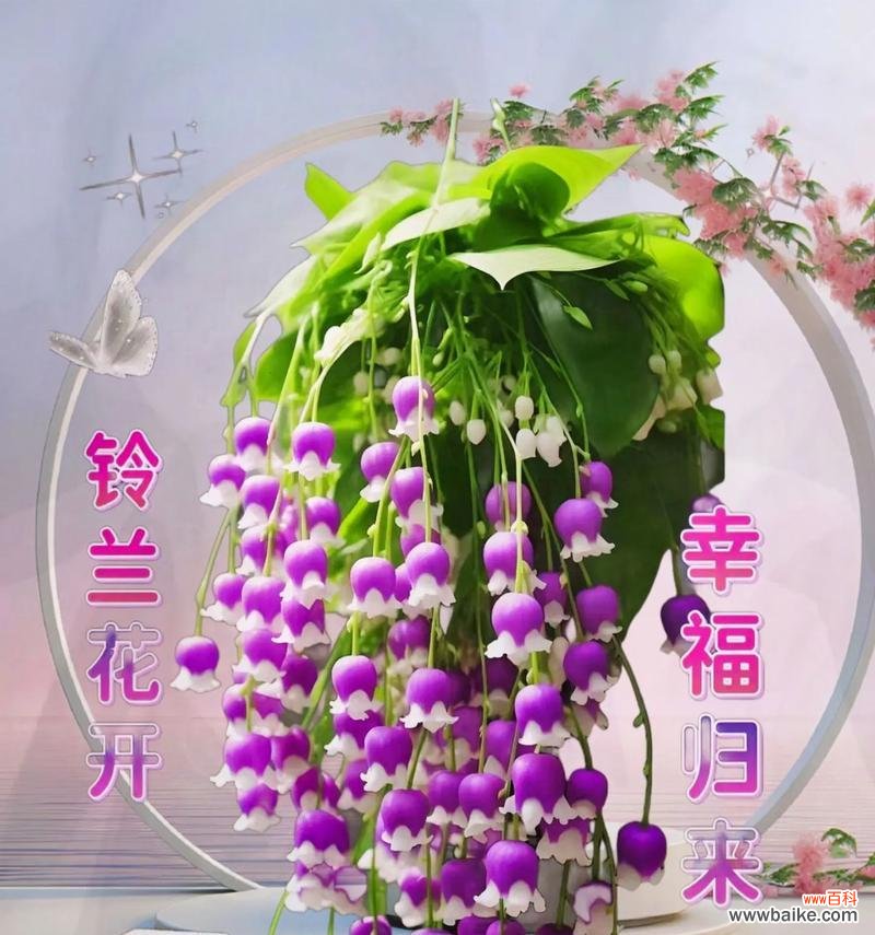 哪种花象征好运？它的花语是什么？