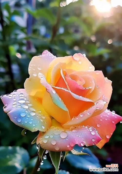 浪漫花语代表什么爱？浪漫花语的含义是什么？