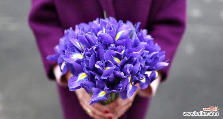 紫罗兰代表什么?手捧花紫罗兰的寓意是什么?