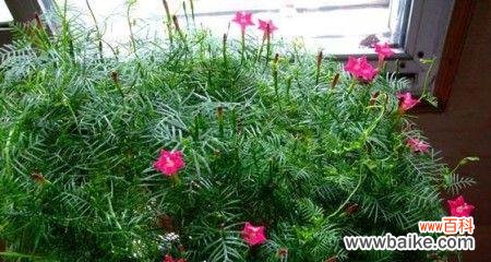 绽放在天空中的奇迹——五角星花的独特寓意和文化象征 五角星花