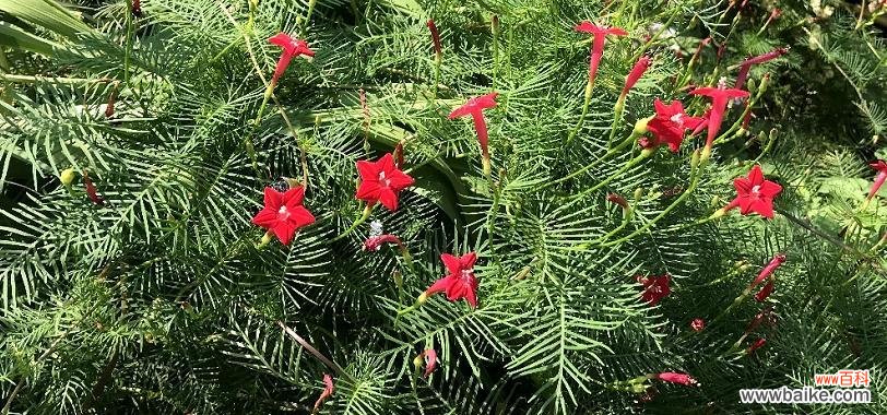 绽放在天空中的奇迹——五角星花的独特寓意和文化象征 五角星花