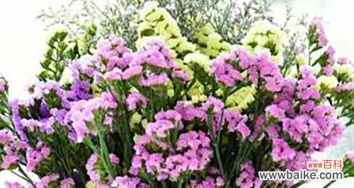 深情表达与珍贵回忆 勿忘我的花语与寓意