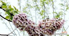 探寻梧桐花的象征与感受 梧桐花的寓意与意义