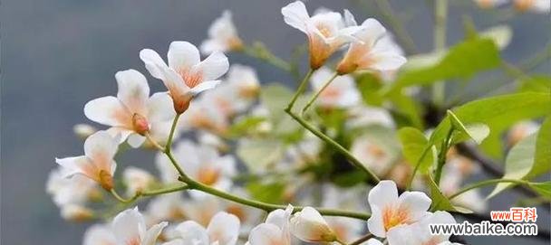 唤醒坚持与寄托希望的花语 梧桐花的花语