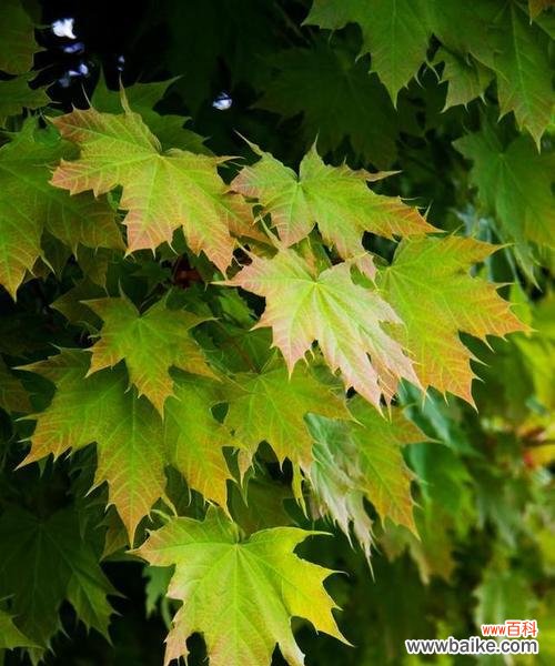 探究梧桐的文化符号及内涵 梧桐的象征意义与寓意