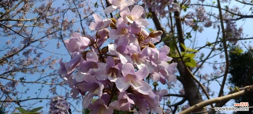 探究梧桐的文化符号及内涵 梧桐的象征意义与寓意