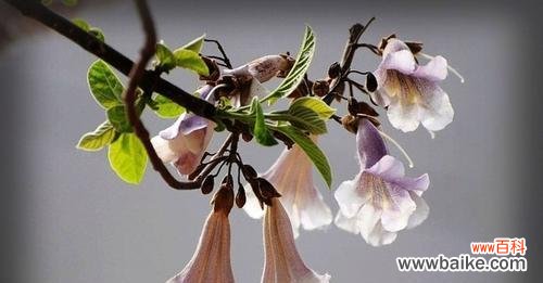 探究梧桐的文化符号及内涵 梧桐的象征意义与寓意