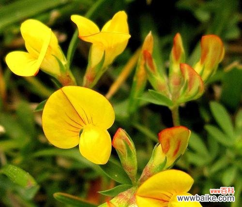 揭秘五叶草的神奇魅力与象征意义 五叶草