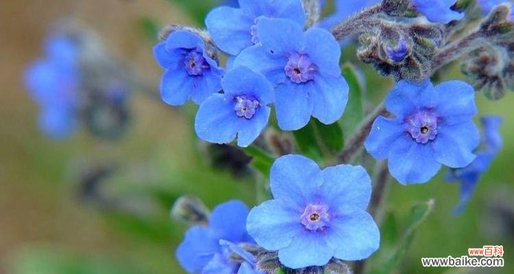 揭秘五叶草的神奇魅力与象征意义 五叶草