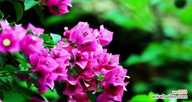 盛开的国色天香 五月的代表花——牡丹