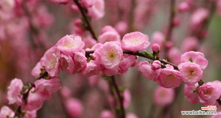 盛开的国色天香 五月的代表花——牡丹