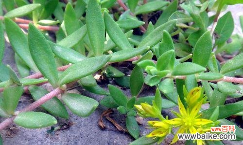 幸运之花的寓意与传说 五叶草的花语和象征意义