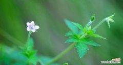 幸运之花的寓意与传说 五叶草的花语和象征意义