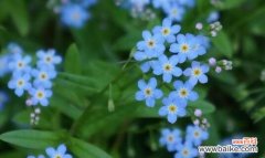 深入解读勿忘我花的寓意与象征 以勿忘我的花语为主题的文章