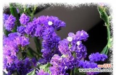 勿忘我，永远的纪念 勿忘我花语的意义