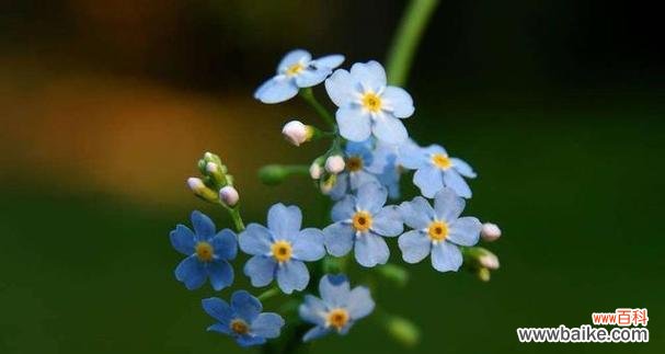勿忘我,永远的纪念 勿忘我花语的意义