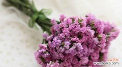 探索勿忘我花的寓意与文化内涵，传达真挚的爱与珍贵的回忆 勿忘我花语