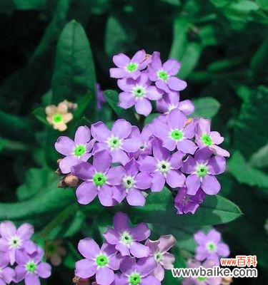 以勿忘我花寄托深情,守护珍贵的回忆 勿忘我花