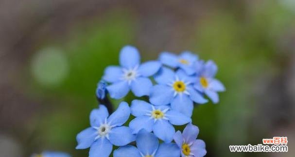 以勿忘我花寄托深情,守护珍贵的回忆 勿忘我花