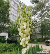 凤尾丝兰花语的深刻寓意与独特魅力 凤尾丝兰花语