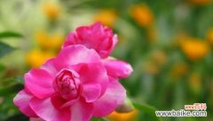 凤仙花的花语 凤仙花花语的意义与传承