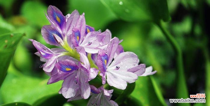 凤眼莲花语的深刻意义与启示 凤眼莲花语