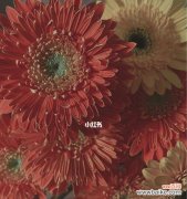 探秘扶郎花的世界 扶郎花的花语与美丽传说