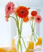 探索扶郎花语的深层意义 扶郎之花语