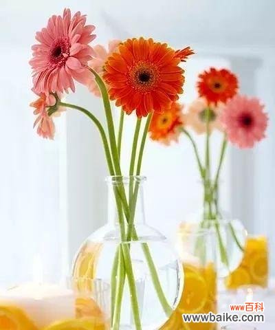 探索扶郎花语的深层意义 扶郎之花语