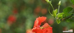 用花语感知生命的美好 扶桑花