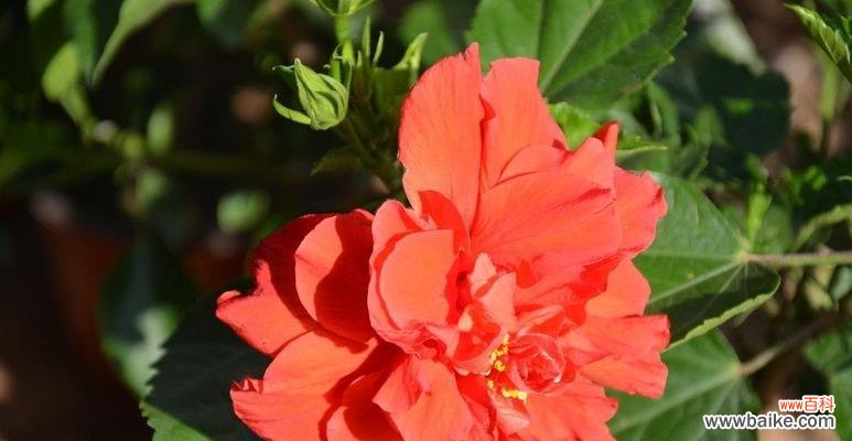 揭示生命坚韧的扶桑花之谜 扶桑花