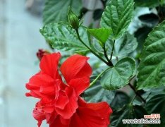 揭示生命坚韧的扶桑花之谜 扶桑花