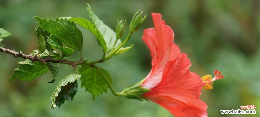 探寻扶桑花的心灵密码 扶桑花的花语与含义