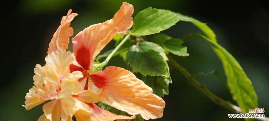 探寻扶桑花的心灵密码 扶桑花的花语与含义