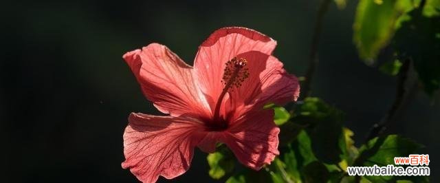 一颗扶桑树的生长与启示 扶桑树的寓意与生命力