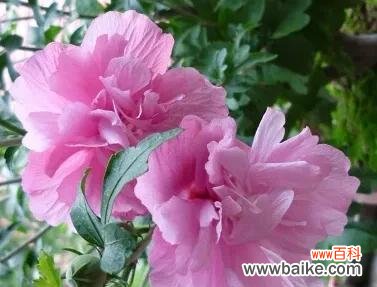 一颗扶桑树的生长与启示 扶桑树的寓意与生命力