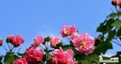 探寻芙蓉花的寓意与象征 芙蓉花