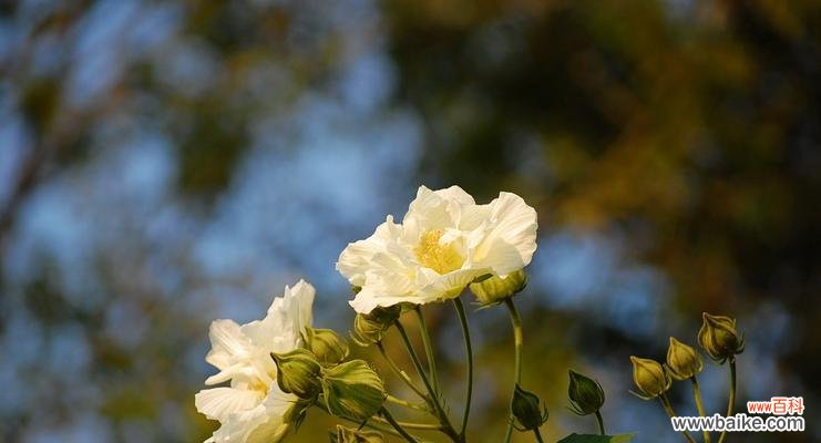 解读芙蓉花的含义 芙蓉花的花语与寓意