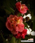 探寻芙蓉花的神秘花语 芙蓉花花语与意义