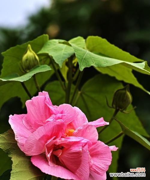 唐诗中的芙蓉花描写与赋予的美好寓意 芙蓉花的象征意义与内涵
