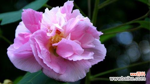 探索木芙蓉的深刻内涵与象征意义 木芙蓉的花语与寓意