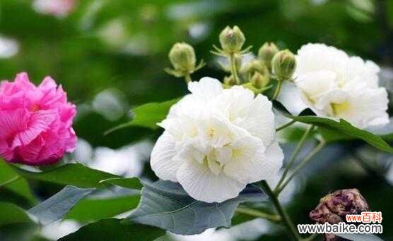 探索木芙蓉的深刻内涵与象征意义 木芙蓉的花语与寓意