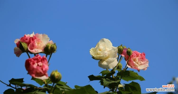 探索木芙蓉的深刻内涵与象征意义 木芙蓉的花语与寓意
