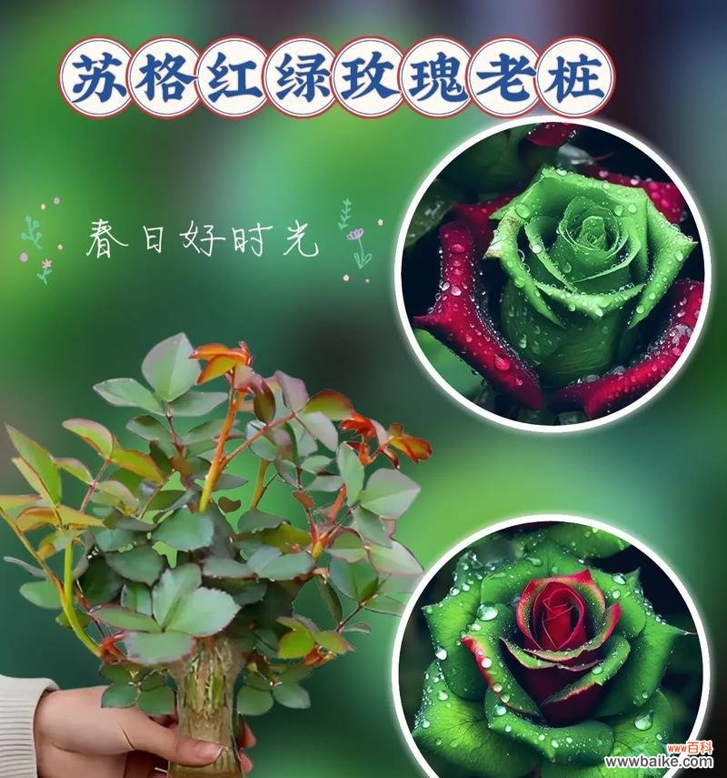 绿色苏格兰花的花语是什么?
